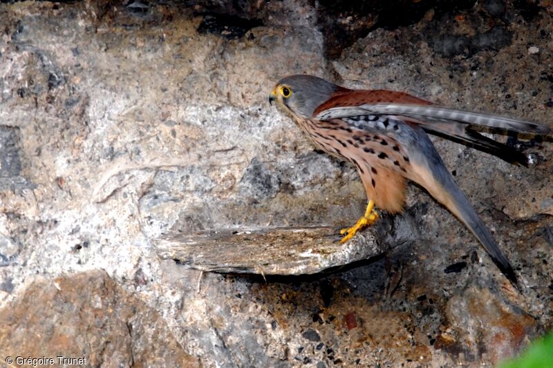 Common Kestrel