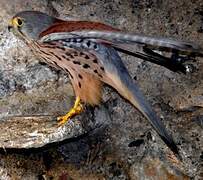 Common Kestrel