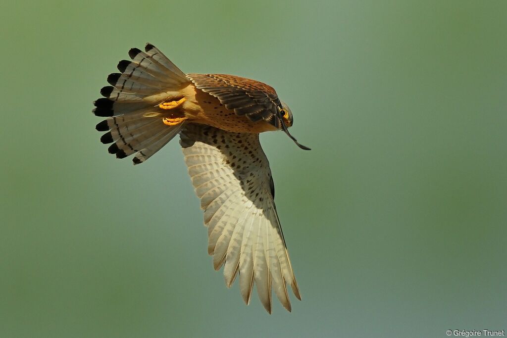 Lesser Kestrel male adult