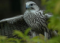 Gyrfalcon