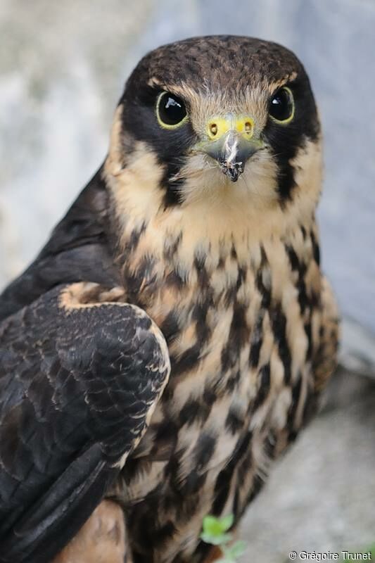 Eurasian Hobby