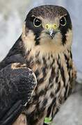 Eurasian Hobby