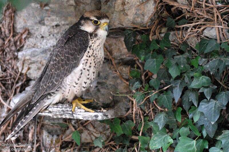 Lanner Falconadult, identification