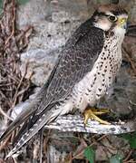 Lanner Falcon