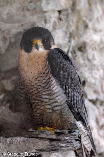 Peregrine Falcon