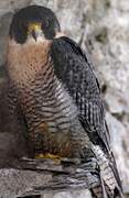 Peregrine Falcon