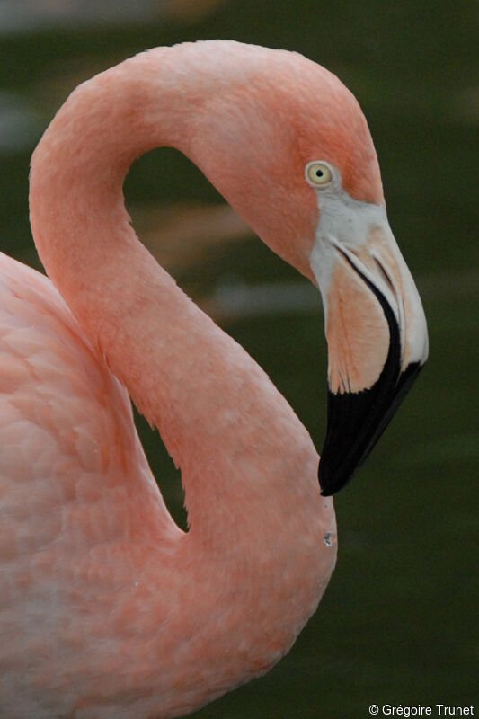 Flamant rose