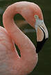 Flamant rose