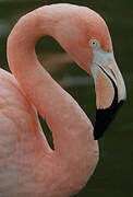 Greater Flamingo