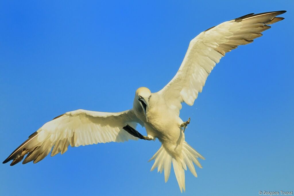 Northern Gannet