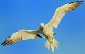 Northern Gannet