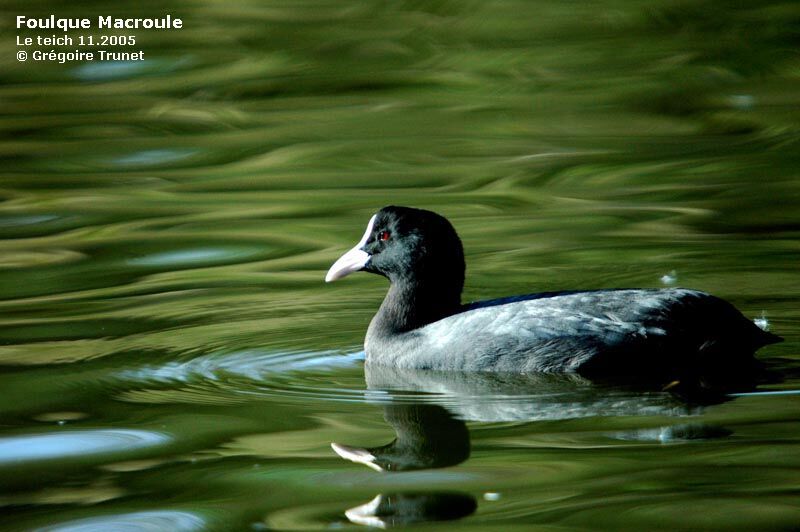 Foulque macroule