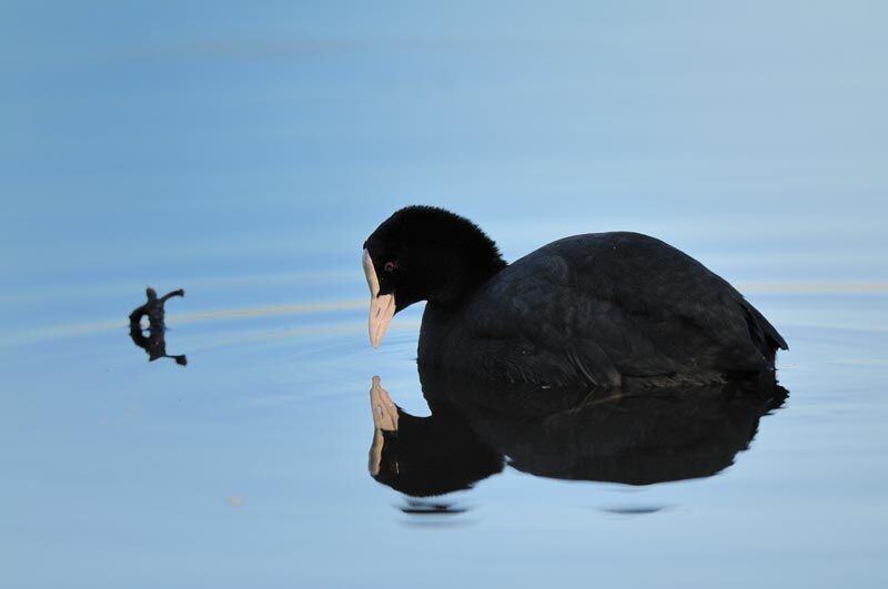 Eurasian Coot