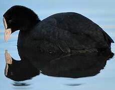 Eurasian Coot