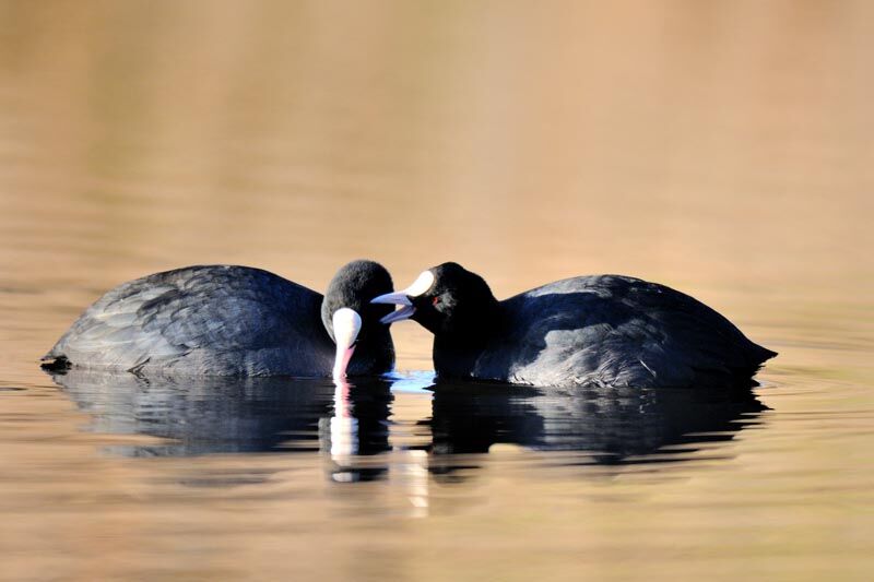 Eurasian Coot