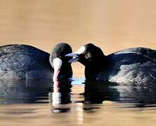 Eurasian Coot