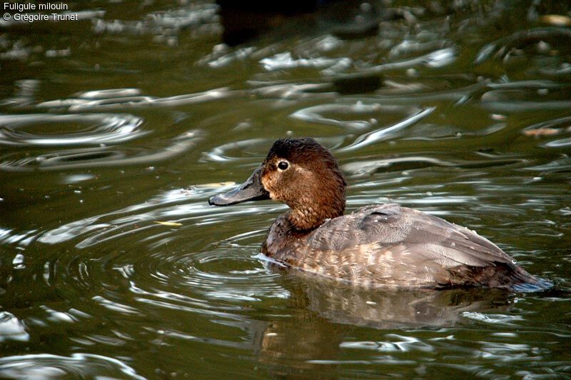 Common Pochard