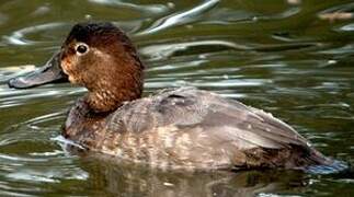 Common Pochard