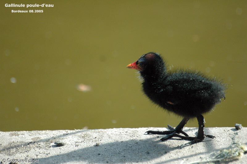 Gallinule poule-d'eau