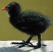 Common Moorhen