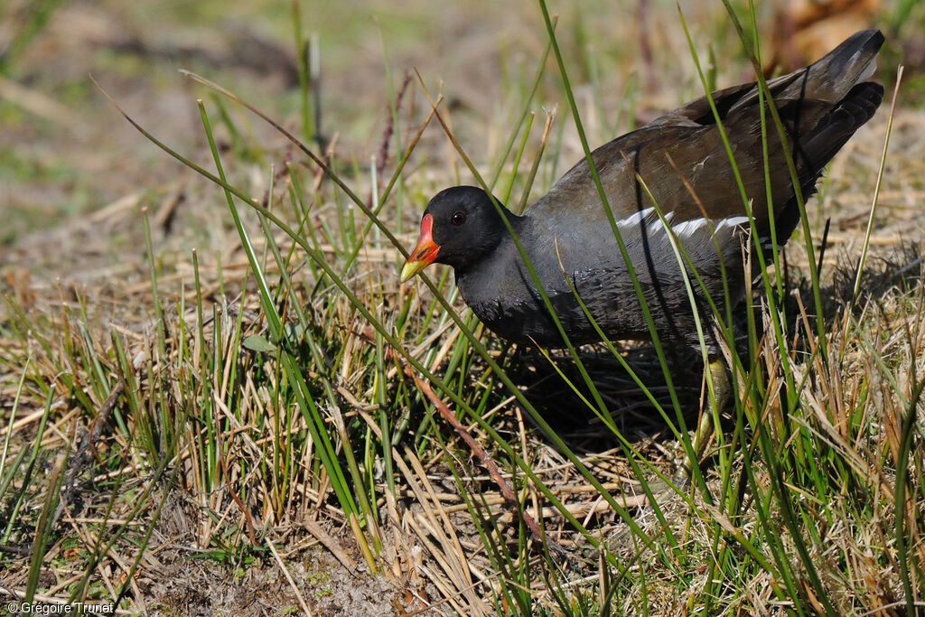 Common Moorhen