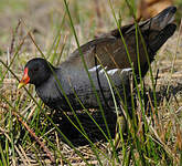 Gallinule poule-d'eau