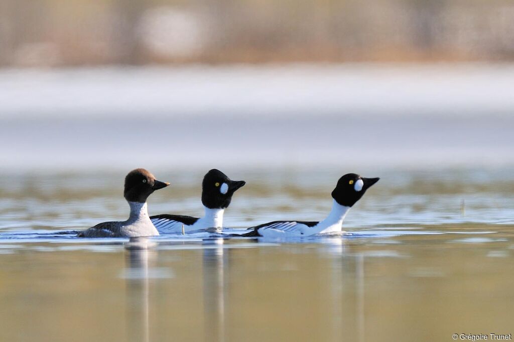 Common Goldeneye