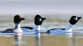 Common Goldeneye