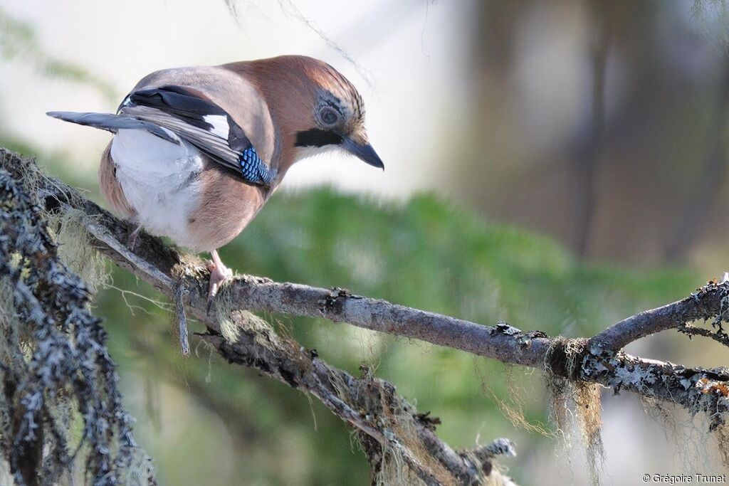 Eurasian Jay