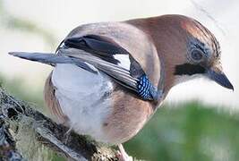 Eurasian Jay