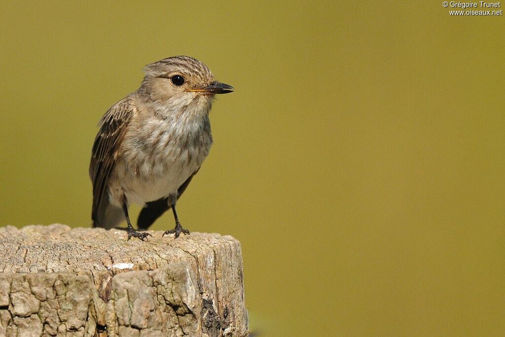 Spotted Flycatcher