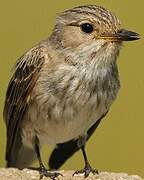 Spotted Flycatcher