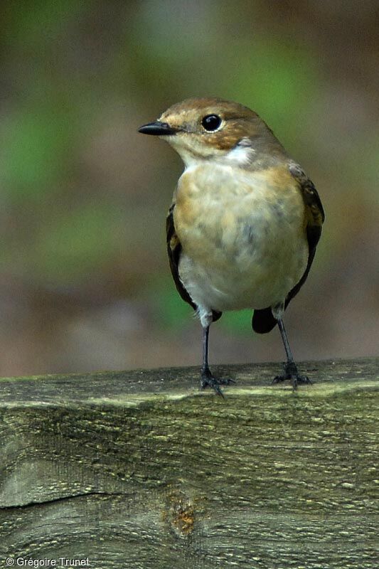 European Pied Flycatcher