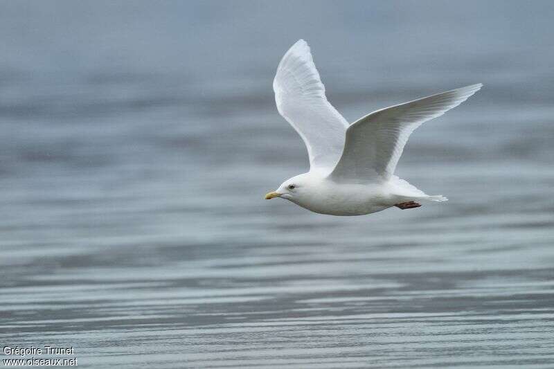 Iceland Gulladult breeding, Flight