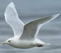 Goéland à ailes blanches