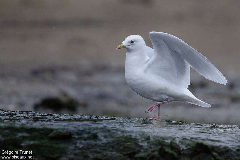 Iceland Gulladult breeding, identification