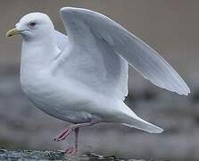 Goéland à ailes blanches