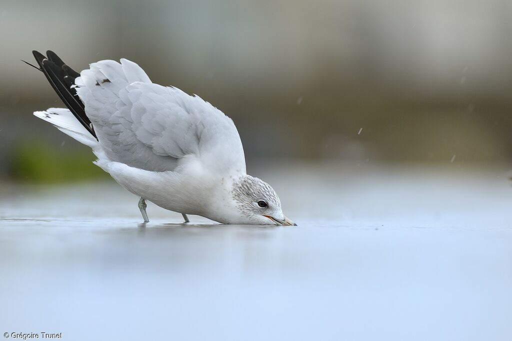 Ring-billed Gull