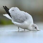 Ring-billed Gull