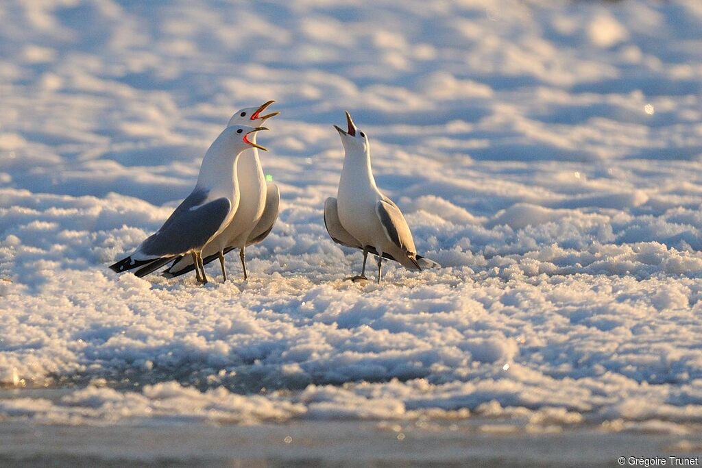 Mew Gull