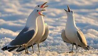 Common Gull