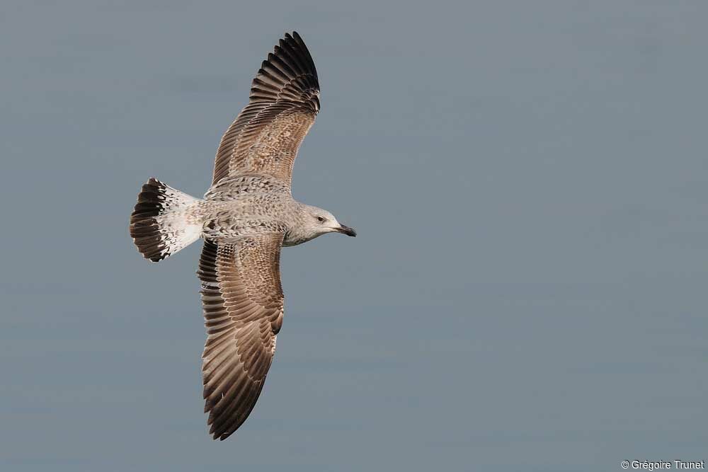 Yellow-legged Gull