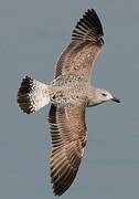 Yellow-legged Gull