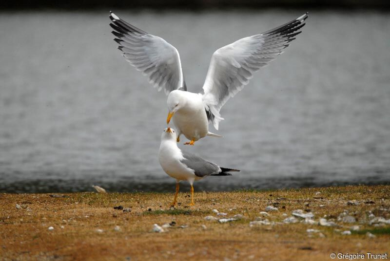 Yellow-legged Gull