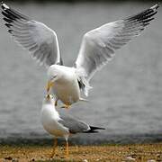 Yellow-legged Gull