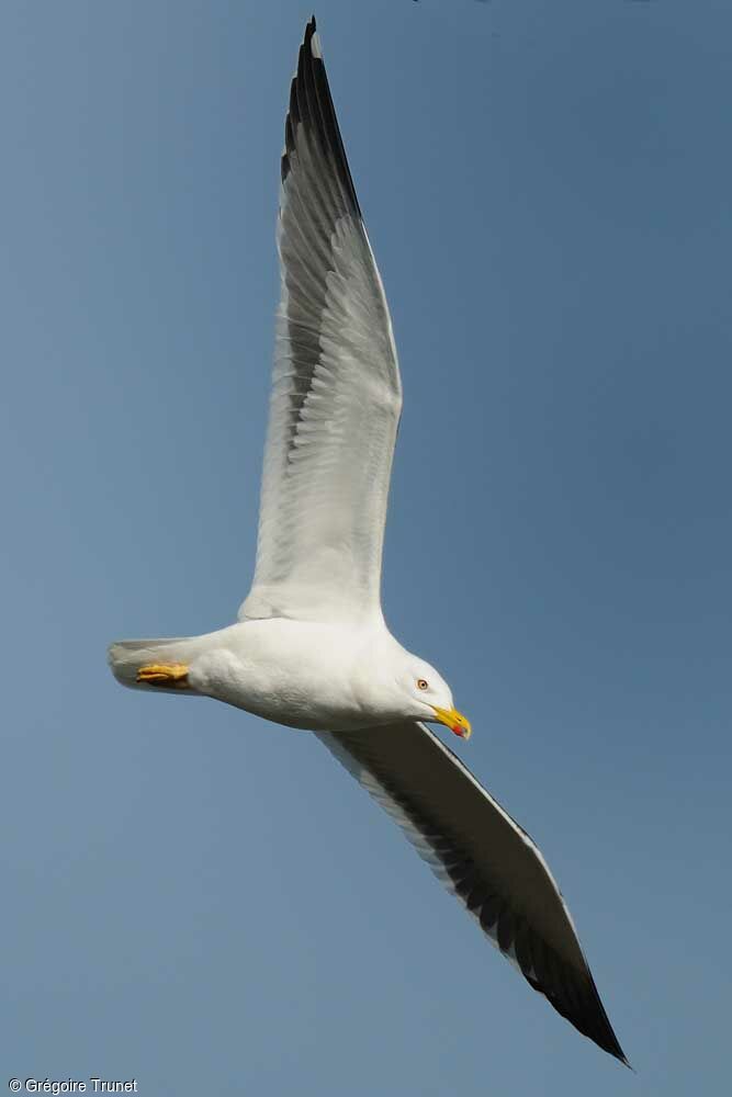 Yellow-legged Gull