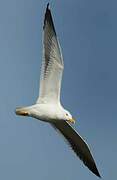 Yellow-legged Gull