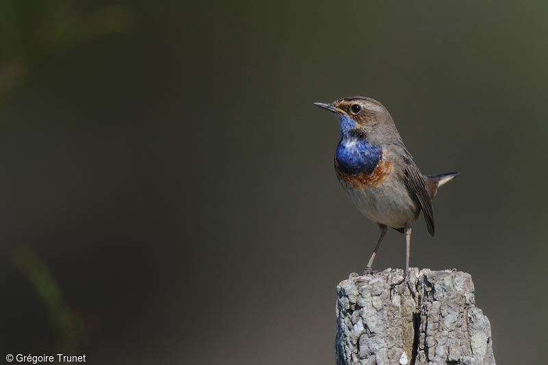 Bluethroat