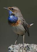 Bluethroat