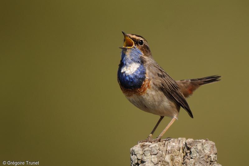 Bluethroat, identification